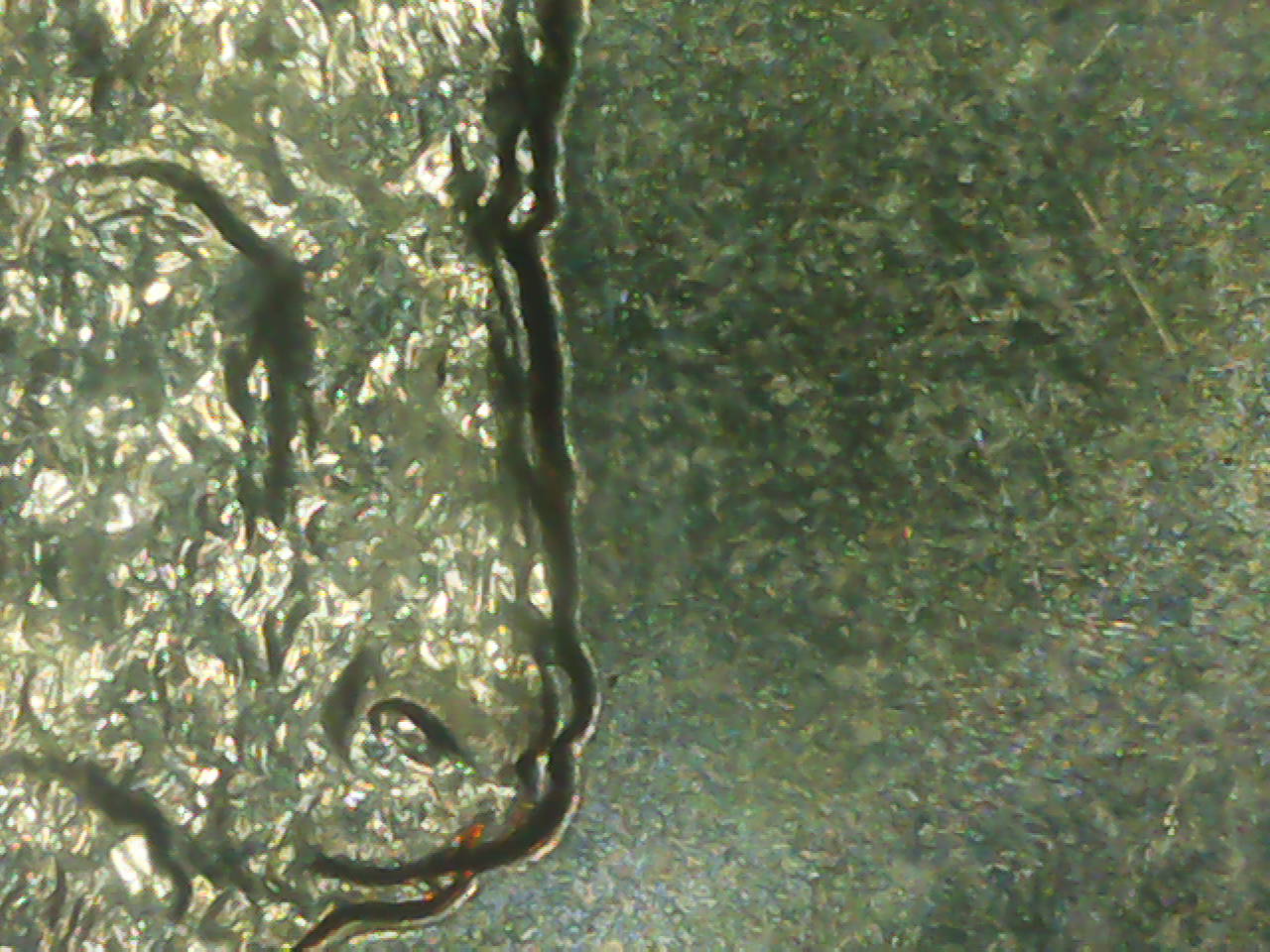 2005-D-Kansas-Quarter-Double-Buffalo-Head